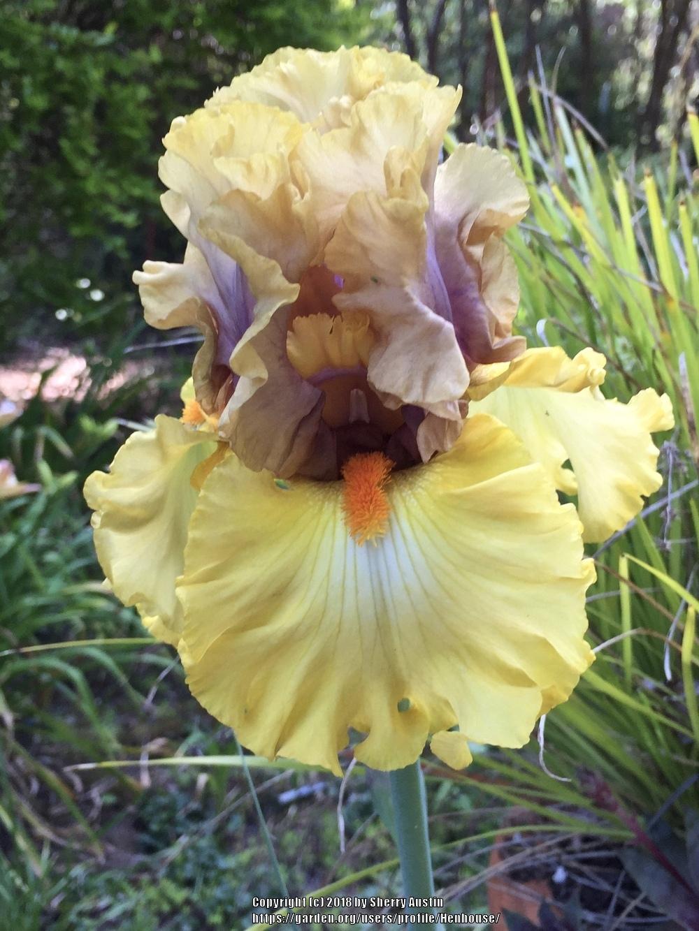Photo of Tall Bearded Iris (Iris 'Idle Rich') uploaded by Henhouse