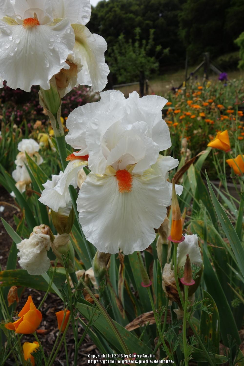 Photo of Tall Bearded Iris (Iris 'White Hot') uploaded by Henhouse