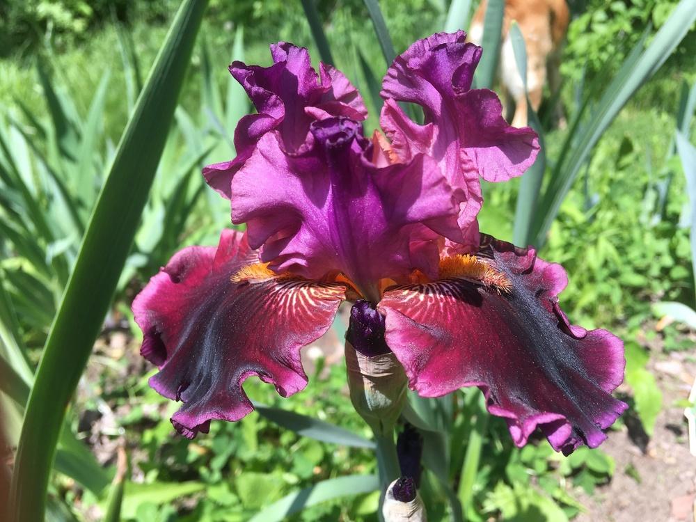 Photo of Border Bearded Iris (Iris 'Autumn Wine') uploaded by Lbsmitty