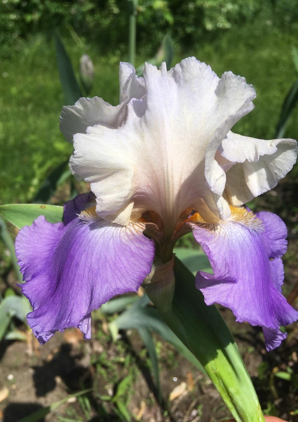 Photo of Tall Bearded Iris (Iris 'Bolder Boulder') uploaded by Lbsmitty