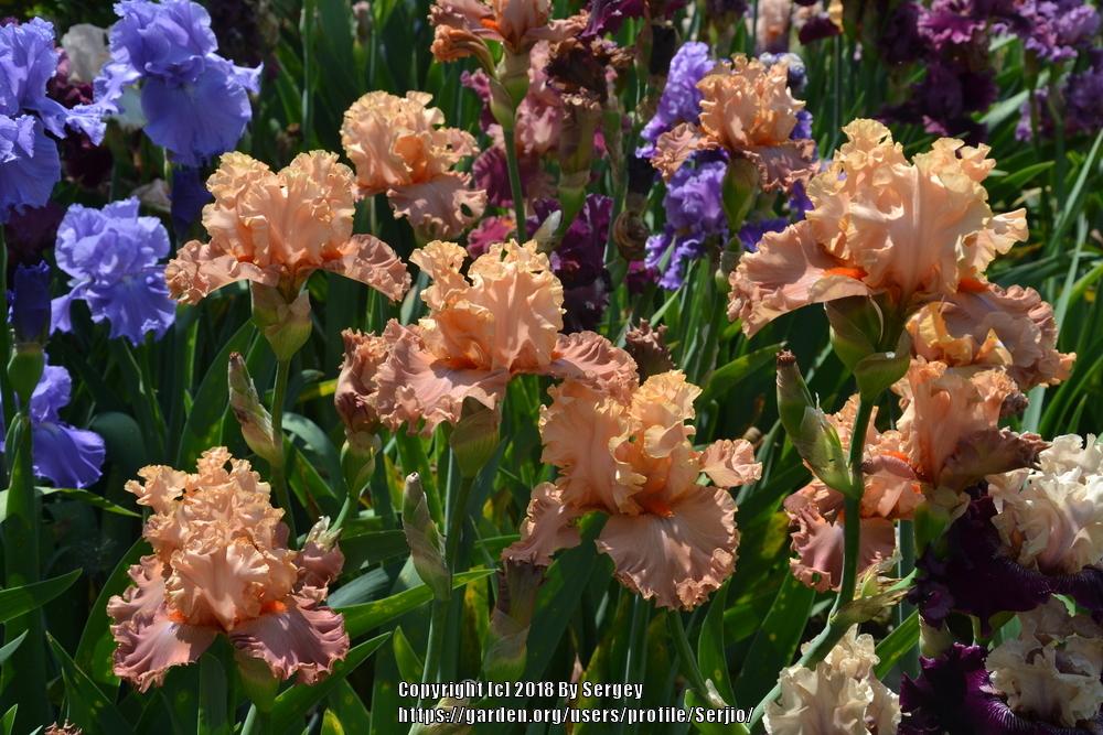 Photo of Tall Bearded Iris (Iris 'Totally Tropical') uploaded by Serjio
