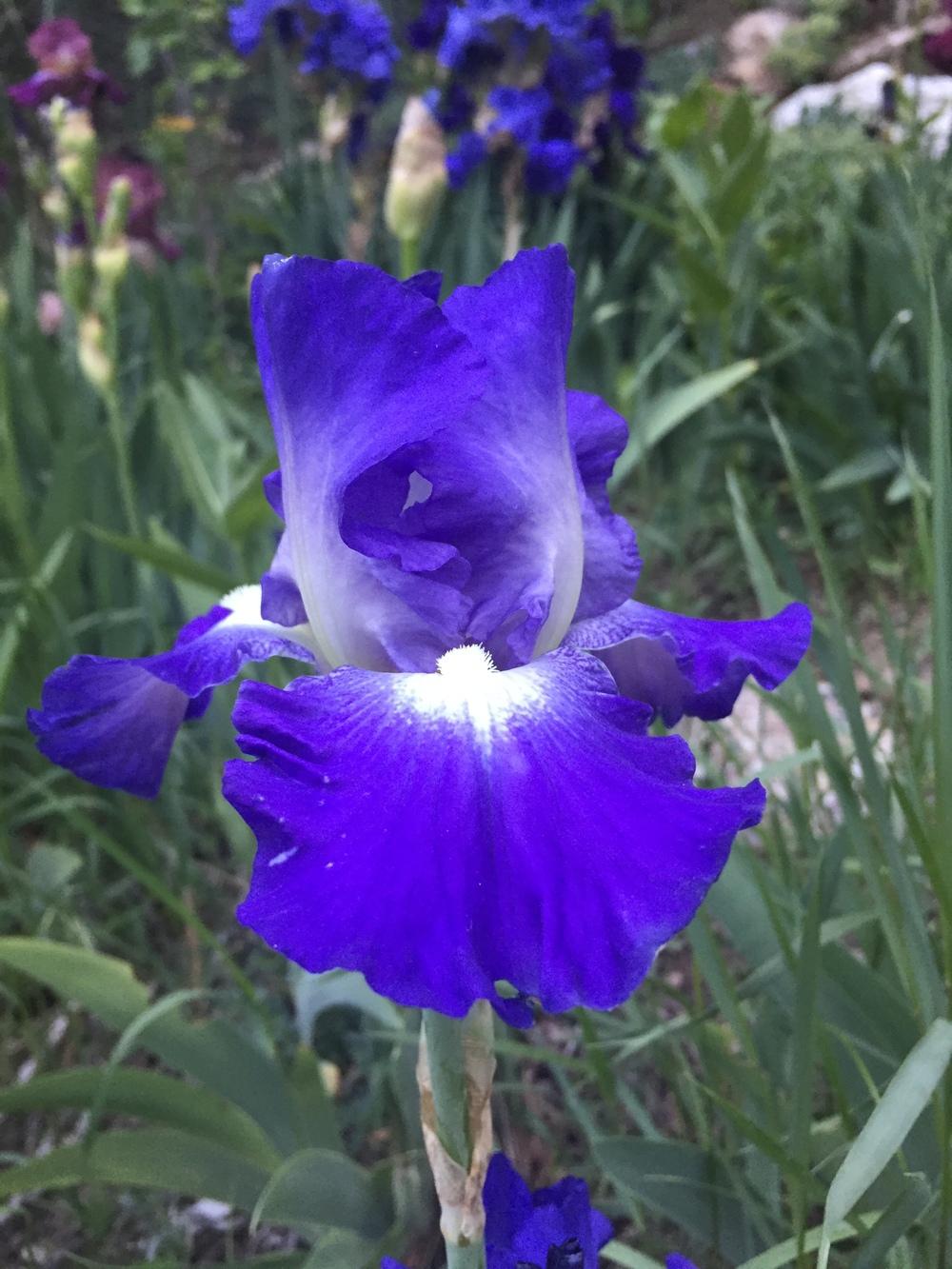 Photo of Tall Bearded Iris (Iris 'City Lights') uploaded by SpringGreenThumb