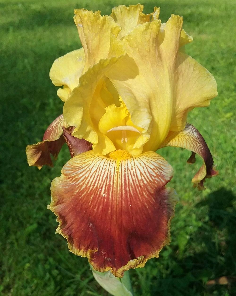 Photo of Tall Bearded Iris (Iris 'Michigan Pride') uploaded by Tiff2884