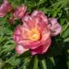"Paeonia 'Julia Rose', 2018 photo, (3-SL-R) Itoh Hybrid Peony, (A