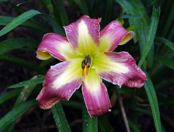 Photo of Daylily (Hemerocallis 'Jungle Queen') uploaded by shive1