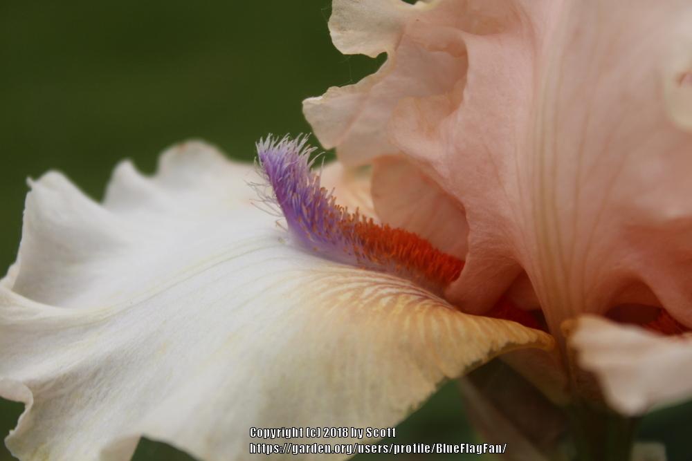 Photo of Tall Bearded Iris (Iris 'Godsend') uploaded by BlueFlagFan