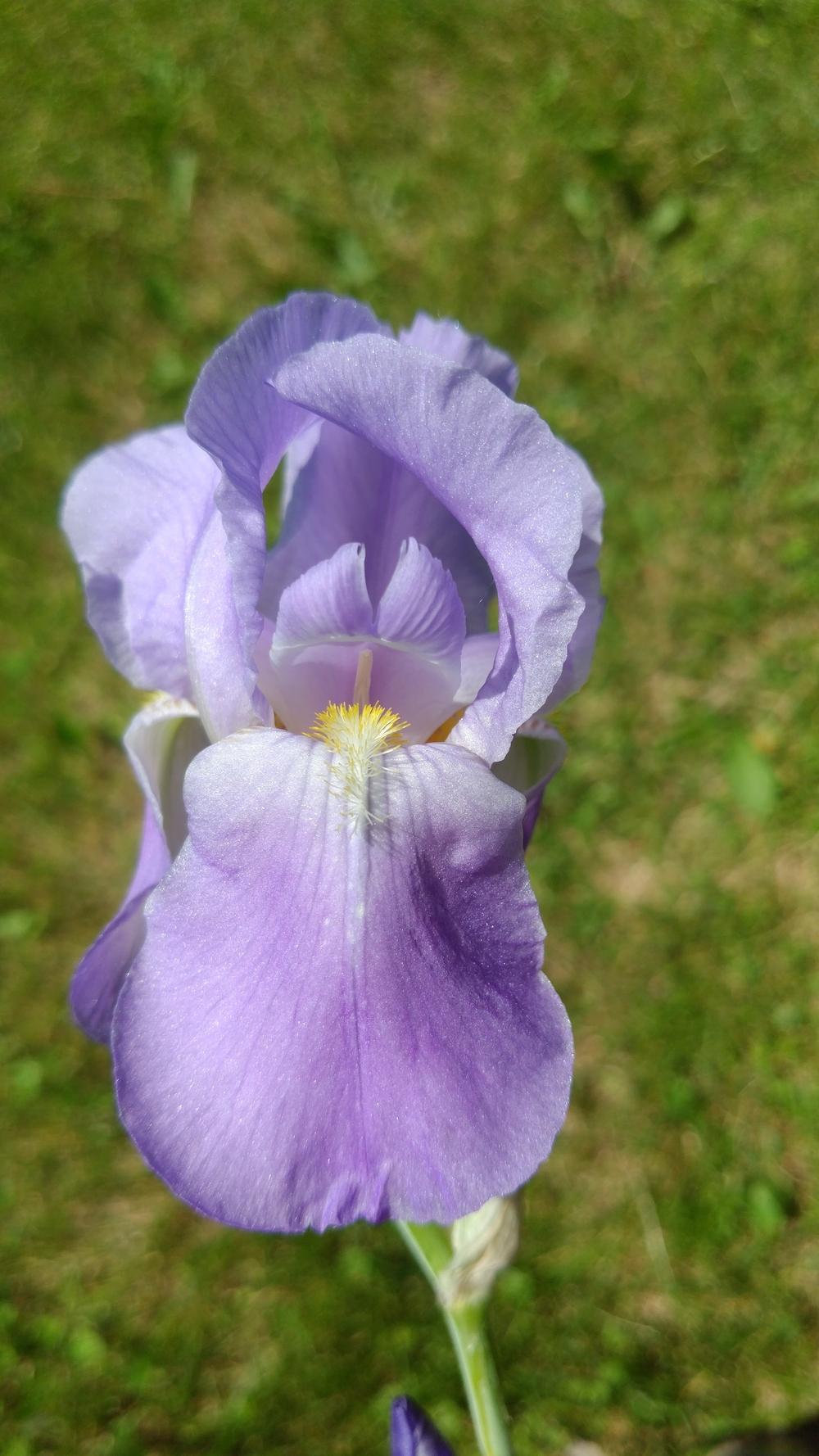 Photo of Tall Bearded Iris (Iris pallida 'Dalmatica') uploaded by DogsNDaylilies