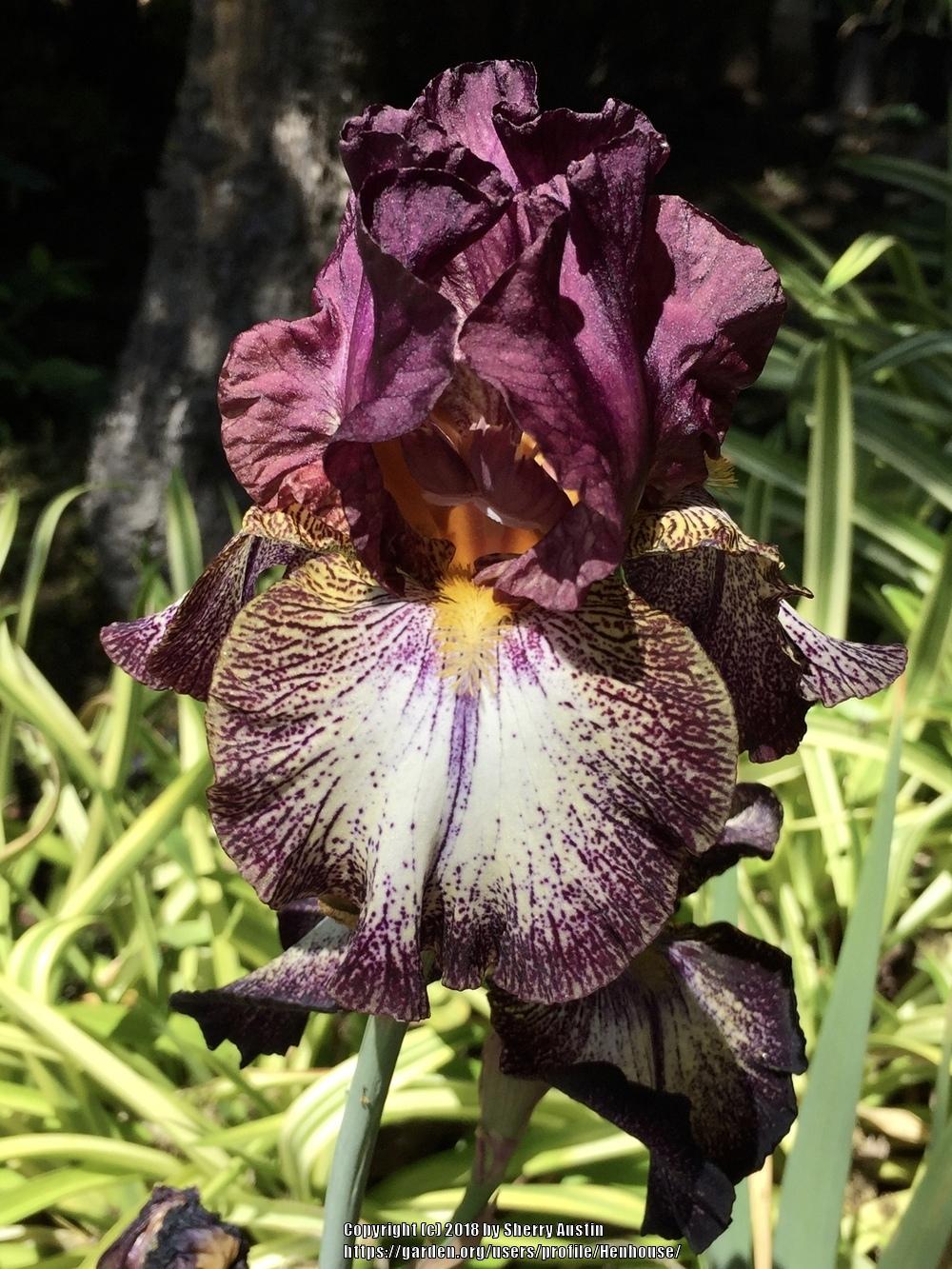 Photo of Tall Bearded Iris (Iris 'Blackata') uploaded by Henhouse