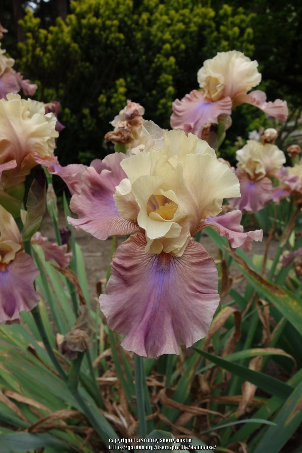 Photo of Tall Bearded Iris (Iris 'Show Your Colours') uploaded by Henhouse