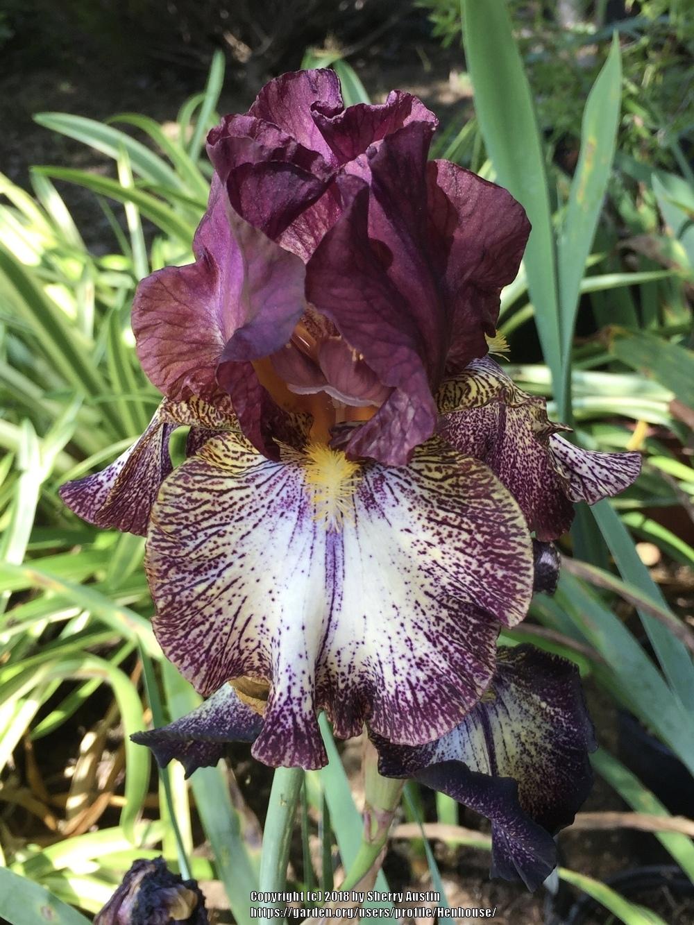 Photo of Tall Bearded Iris (Iris 'Blackata') uploaded by Henhouse