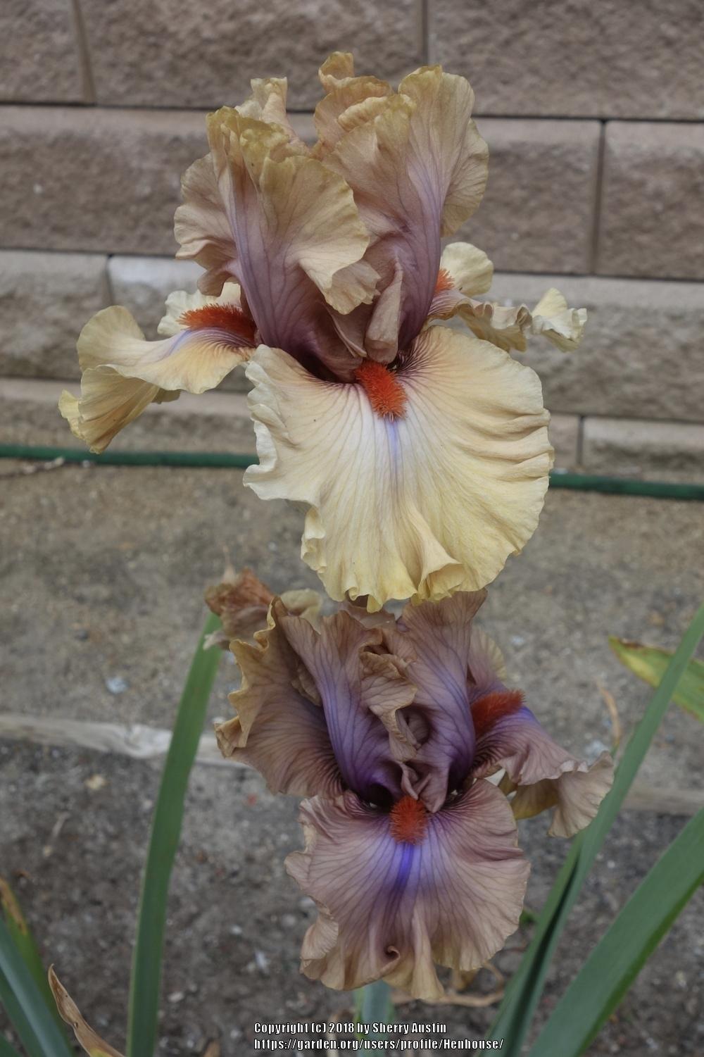 Photo of Tall Bearded Iris (Iris 'Jealous Guy') uploaded by Henhouse