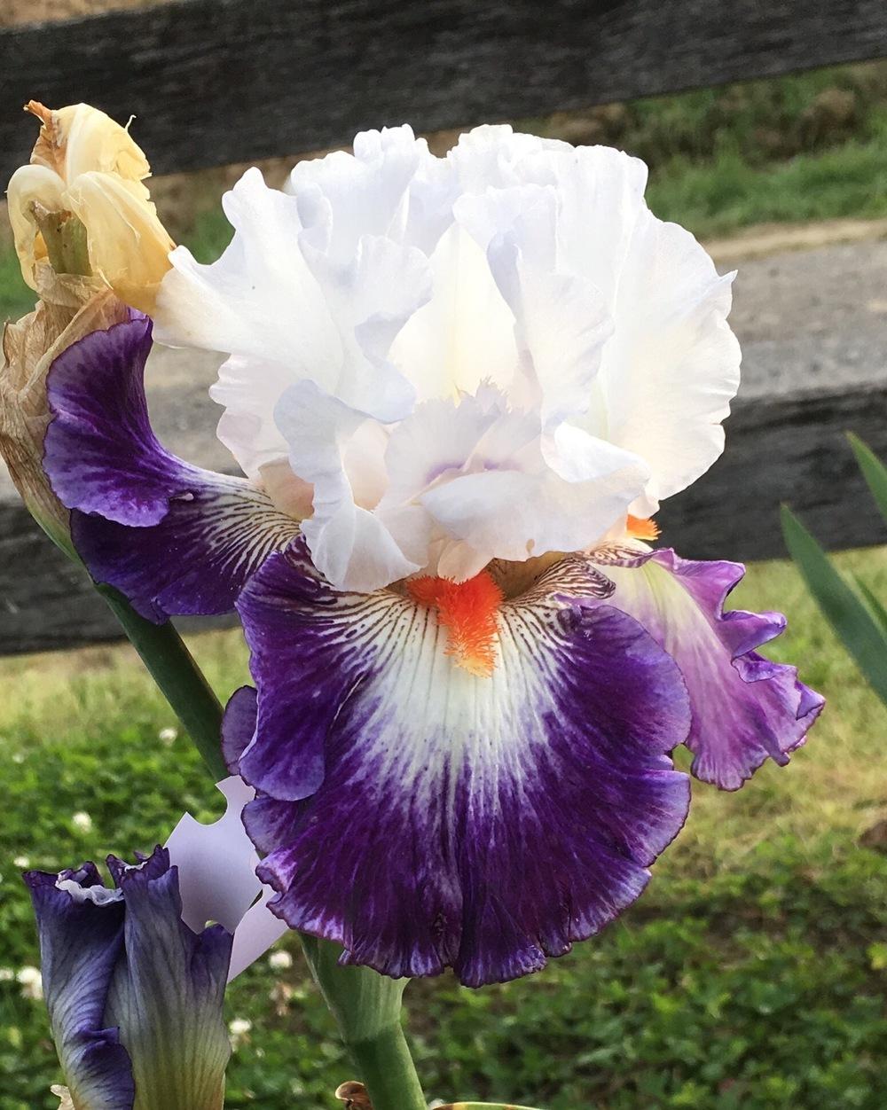 Photo of Tall Bearded Iris (Iris 'Gypsy Lord') uploaded by Islandview
