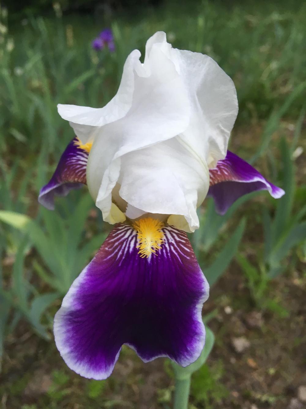 Photo of Tall Bearded Iris (Iris 'Wabash') uploaded by Lbsmitty