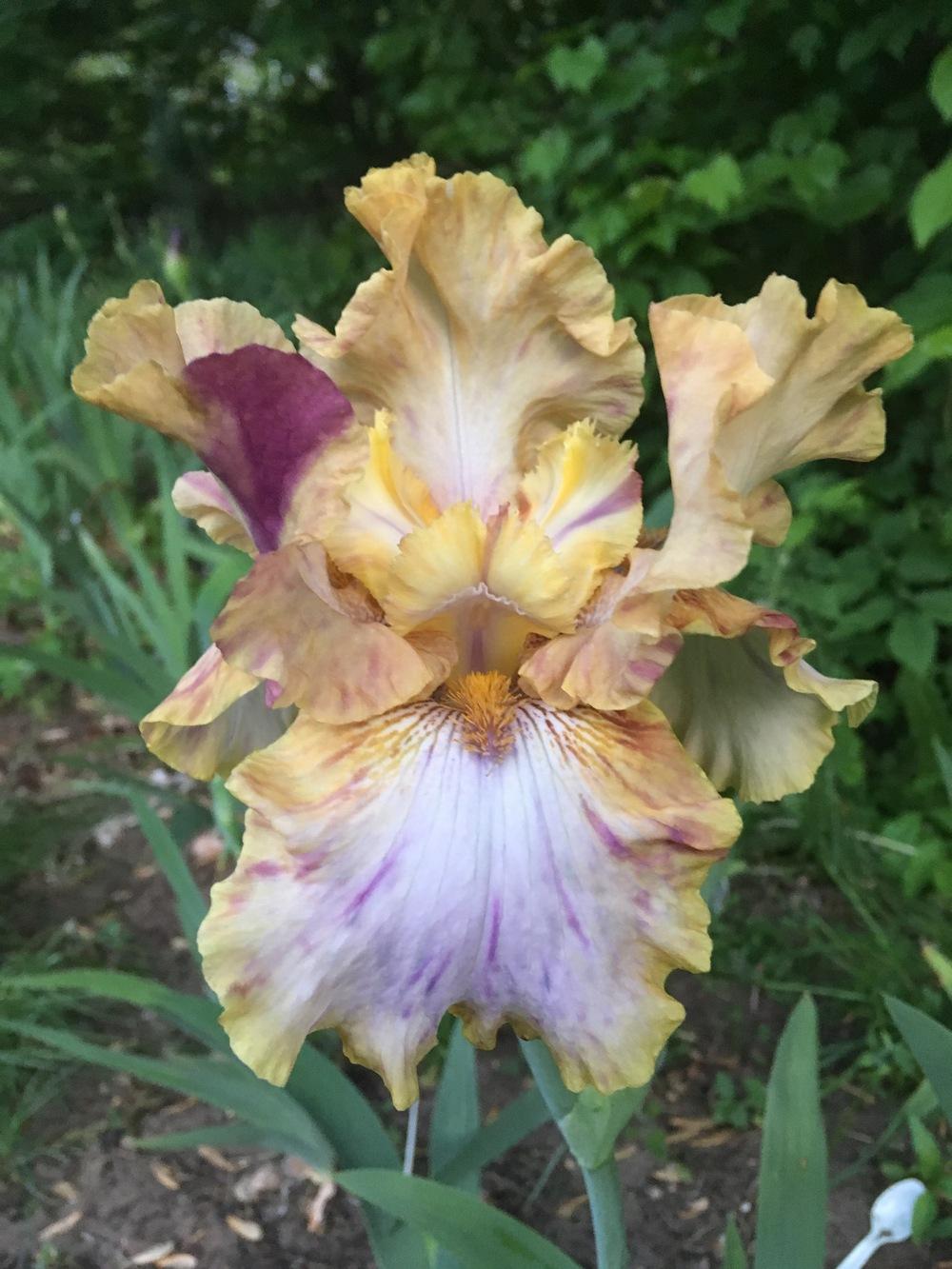 Photo of Tall Bearded Iris (Iris 'Toucan Tango') uploaded by Lbsmitty