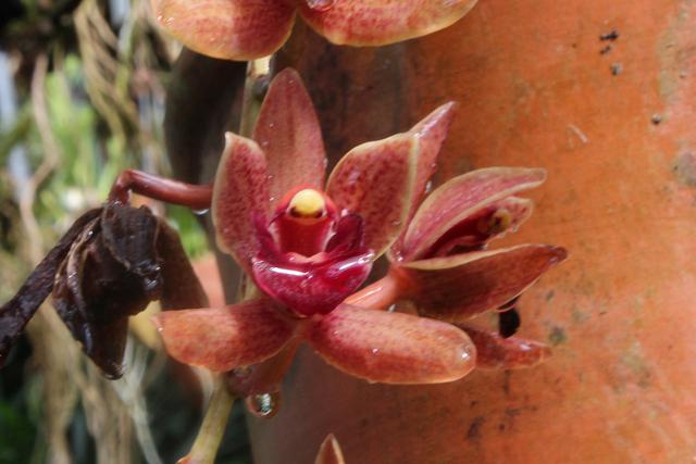Photo of Orchid (Cymbidium) uploaded by RuuddeBlock