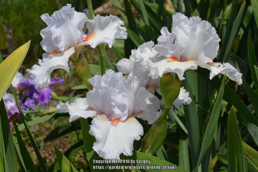 Photo of Tall Bearded Iris (Iris 'Vanilla Frappé') uploaded by Serjio