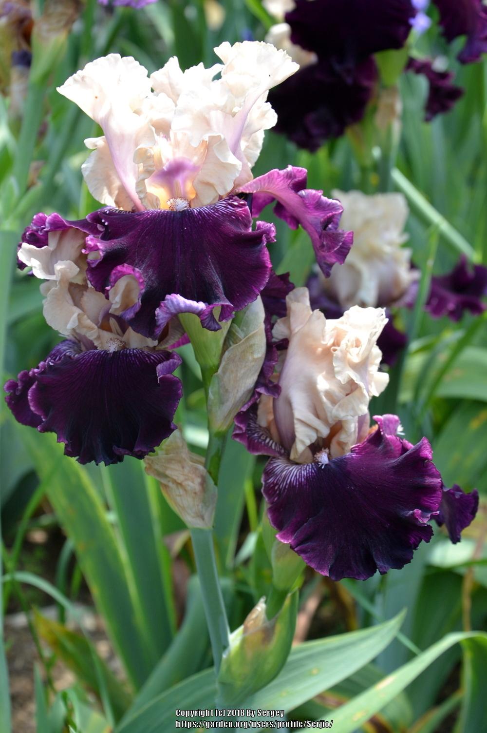 Photo of Tall Bearded Iris (Iris 'Gates of Rome') uploaded by Serjio