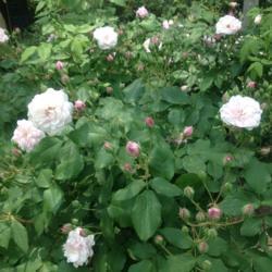 Location: Wyck Historic Rose Garden, Philadelphia (Germantown), Pennsylvania USA
Date: 2018-05-26
Blush Noisette is the origin of the Noisette class of roses.