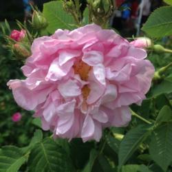 Location: Wyck Historic Rose Garden, Philadelphia (Germantown), Pennsylvania USA
Date: 2018-05-26
Called the "Germantown Damask" locally; also known as the "Tobacc