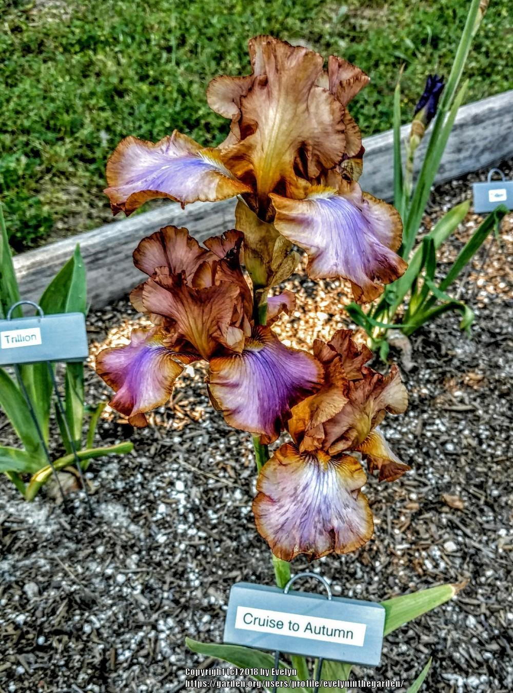 Photo of Tall Bearded Iris (Iris 'Cruise to Autumn') uploaded by evelyninthegarden