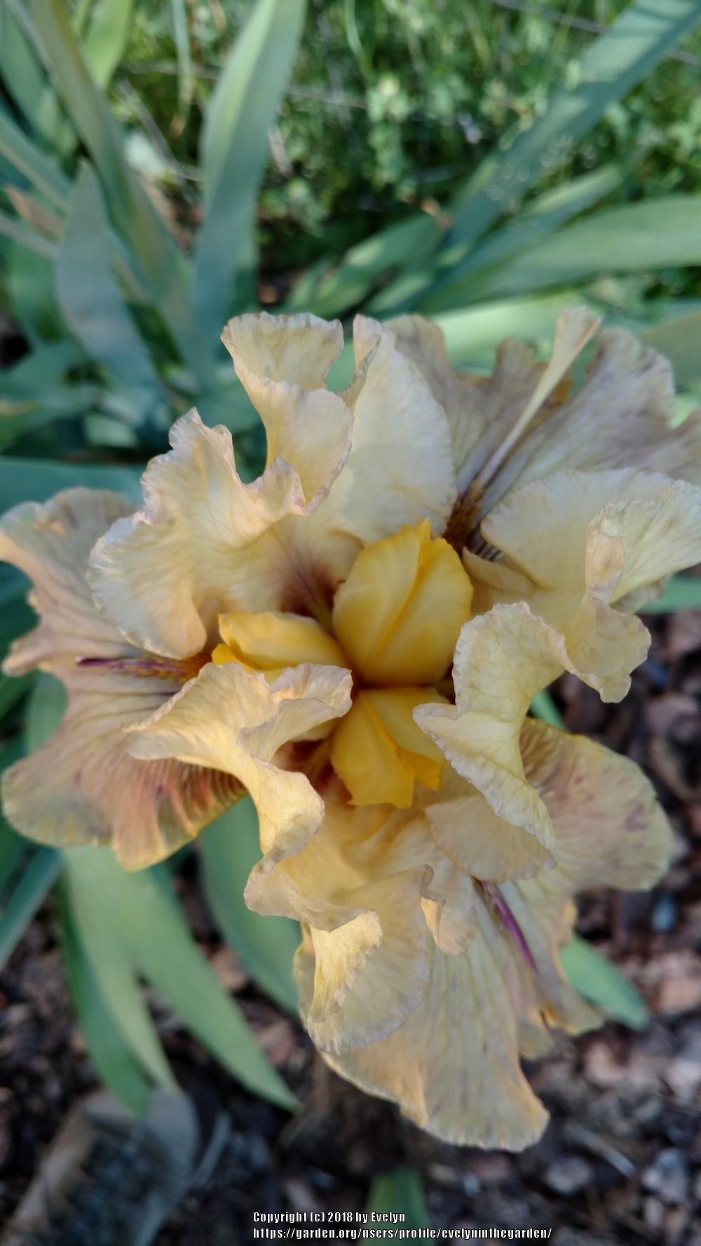 Photo of Tall Bearded Iris (Iris 'Thornbird') uploaded by evelyninthegarden