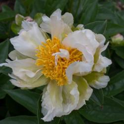 Location: Clinton, Michigan 49236
Date: 2018-05-30
"Paeonia 'Green Lotus', 2018 photo, (3-SL-PK) lactiflora cultivar