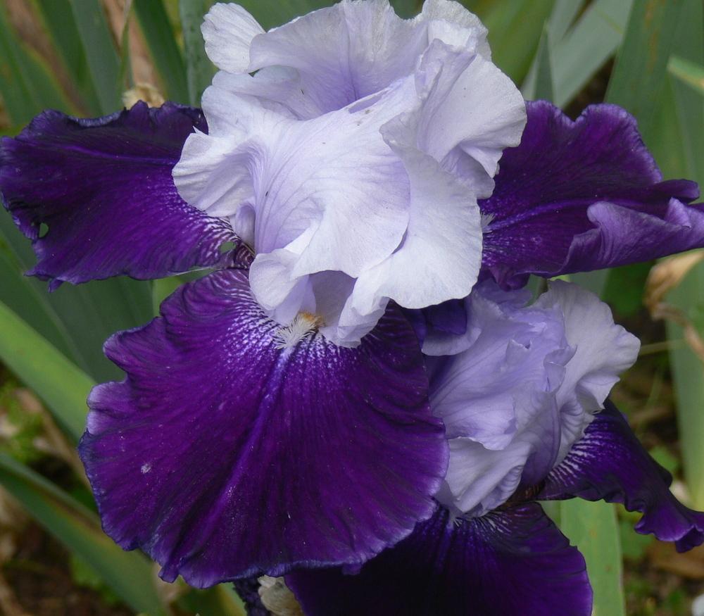 Photo of Tall Bearded Iris (Iris 'Royal Storm') uploaded by janwax
