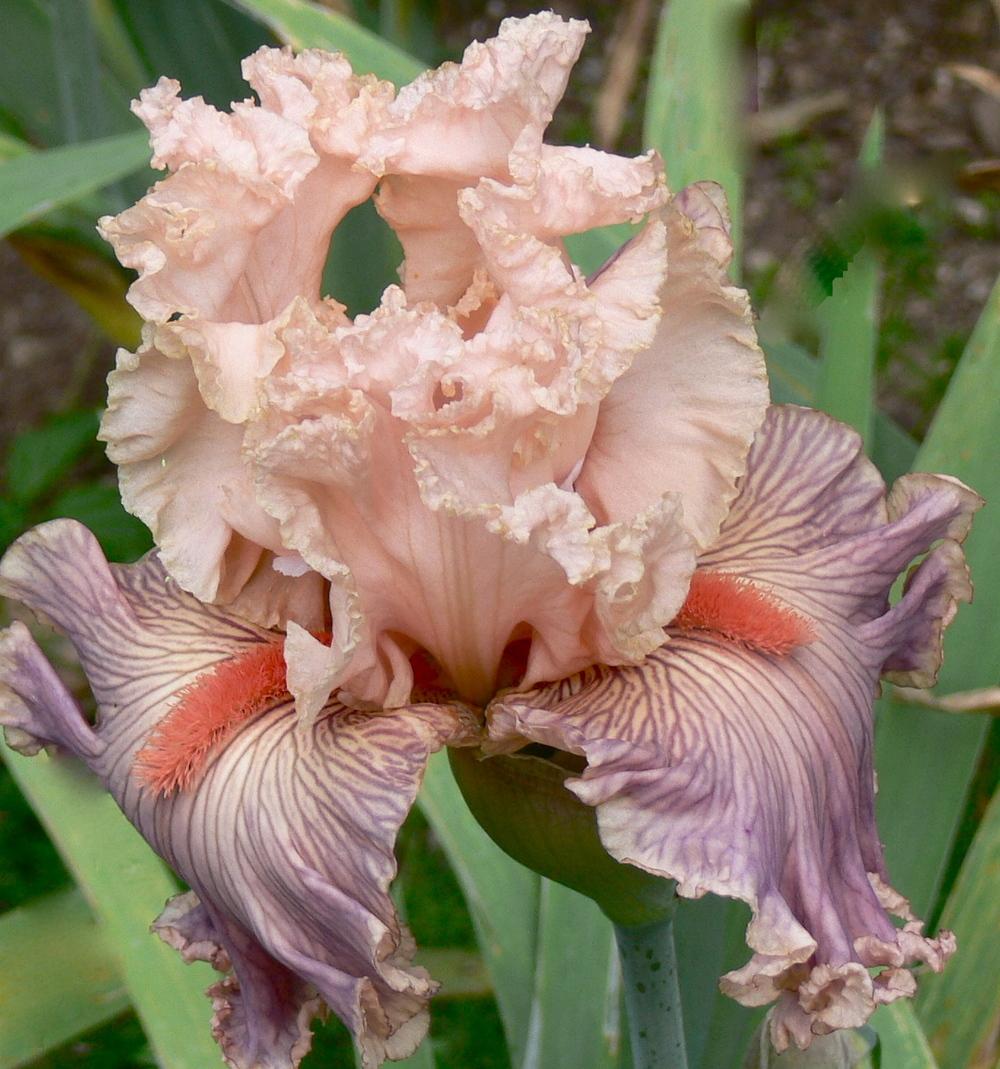 Photo of Tall Bearded Iris (Iris 'Georgette Silk') uploaded by janwax