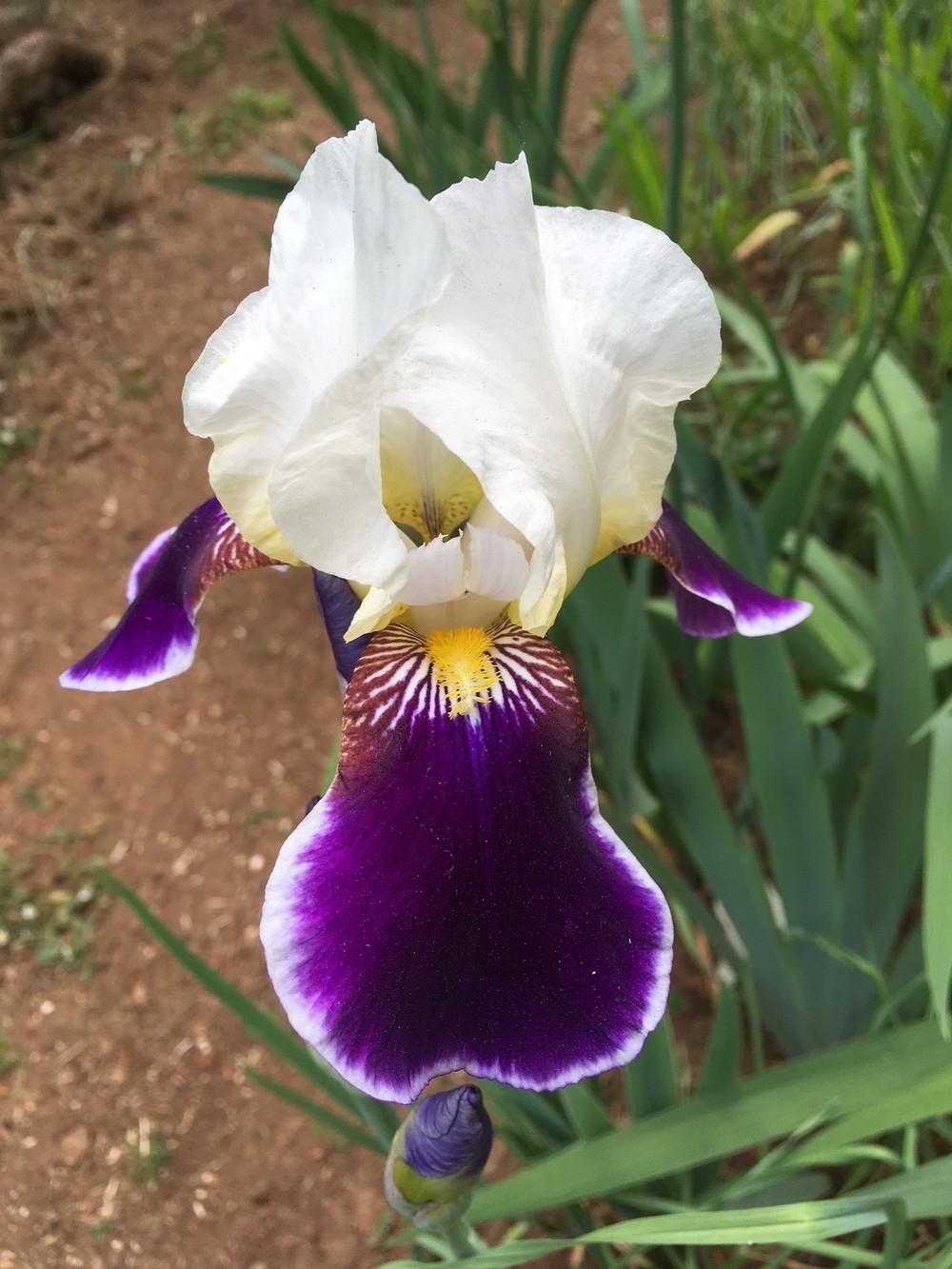 Photo of Tall Bearded Iris (Iris 'Wabash') uploaded by lharvey16