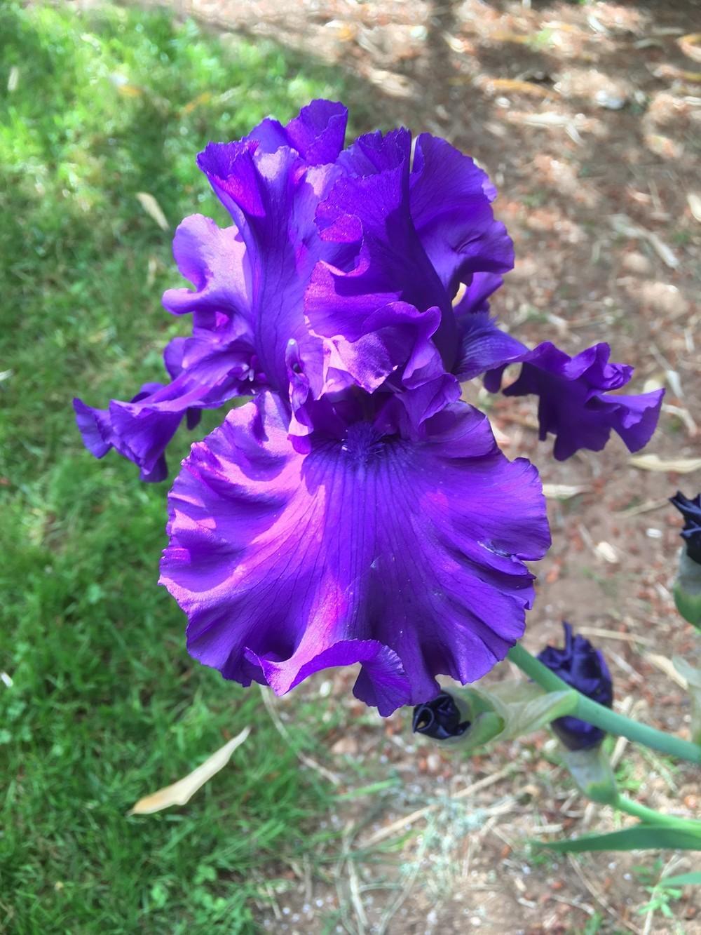 Photo of Tall Bearded Iris (Iris 'Purple Ritz') uploaded by lharvey16
