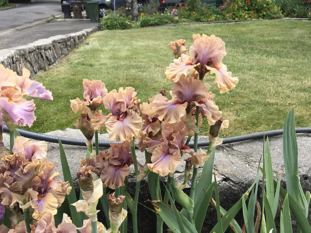 Photo of Tall Bearded Iris (Iris 'Jealous Guy') uploaded by lilpod13