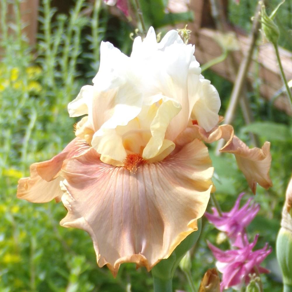 Photo of Tall Bearded Iris (Iris 'Ginger Ice') uploaded by stilldew
