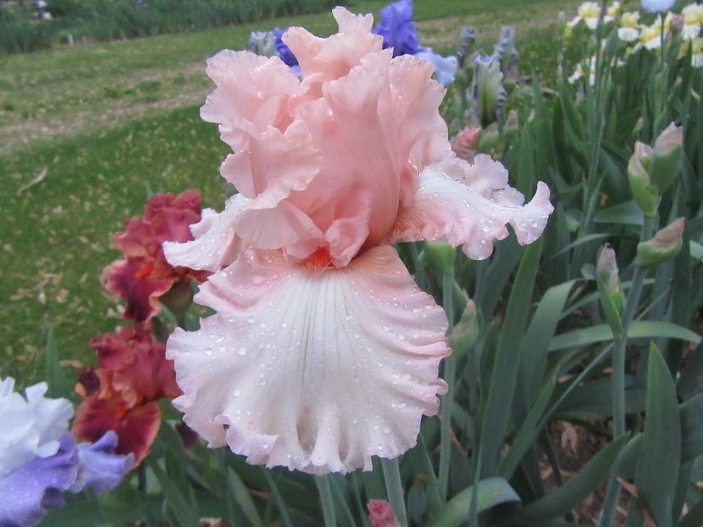 Photo of Tall Bearded Iris (Iris 'Picture Book') uploaded by tveguy3