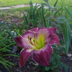 Location: Nocona,Texas zn.7 My gardens
Date: May31,2018
Lovely bloom..slow to increase for me, zn.7