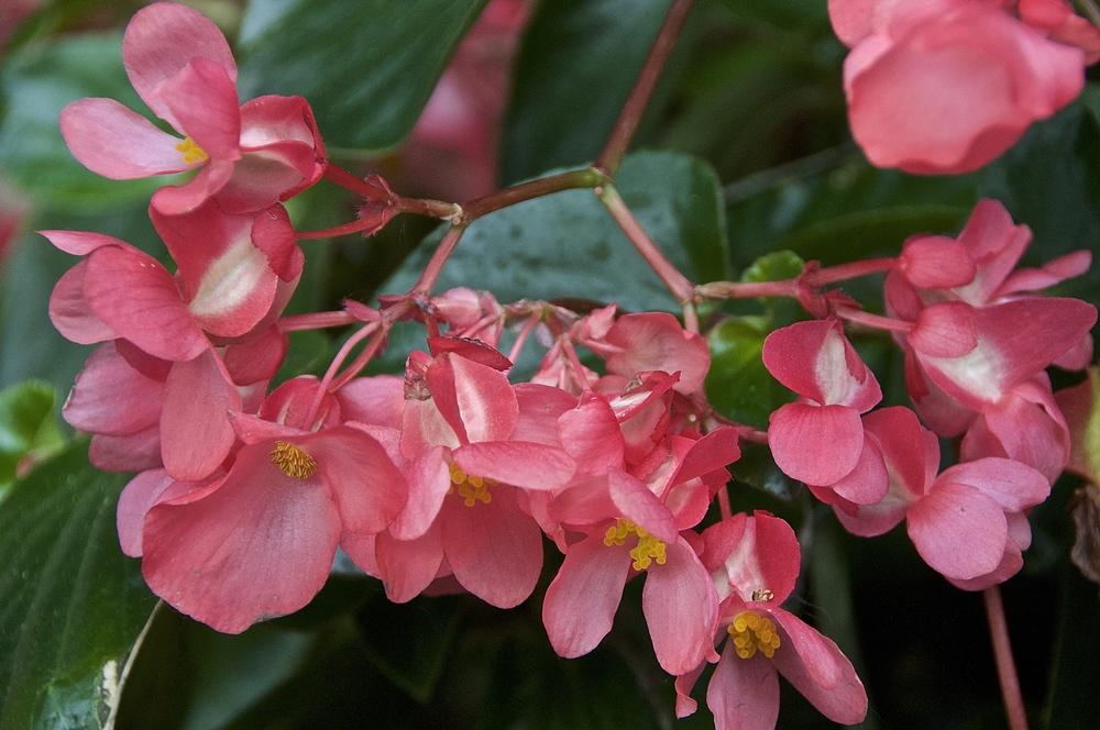 Photo of Dragon Wing Begonia (Begonia Dragon Wing® Pink) uploaded by Fleur569