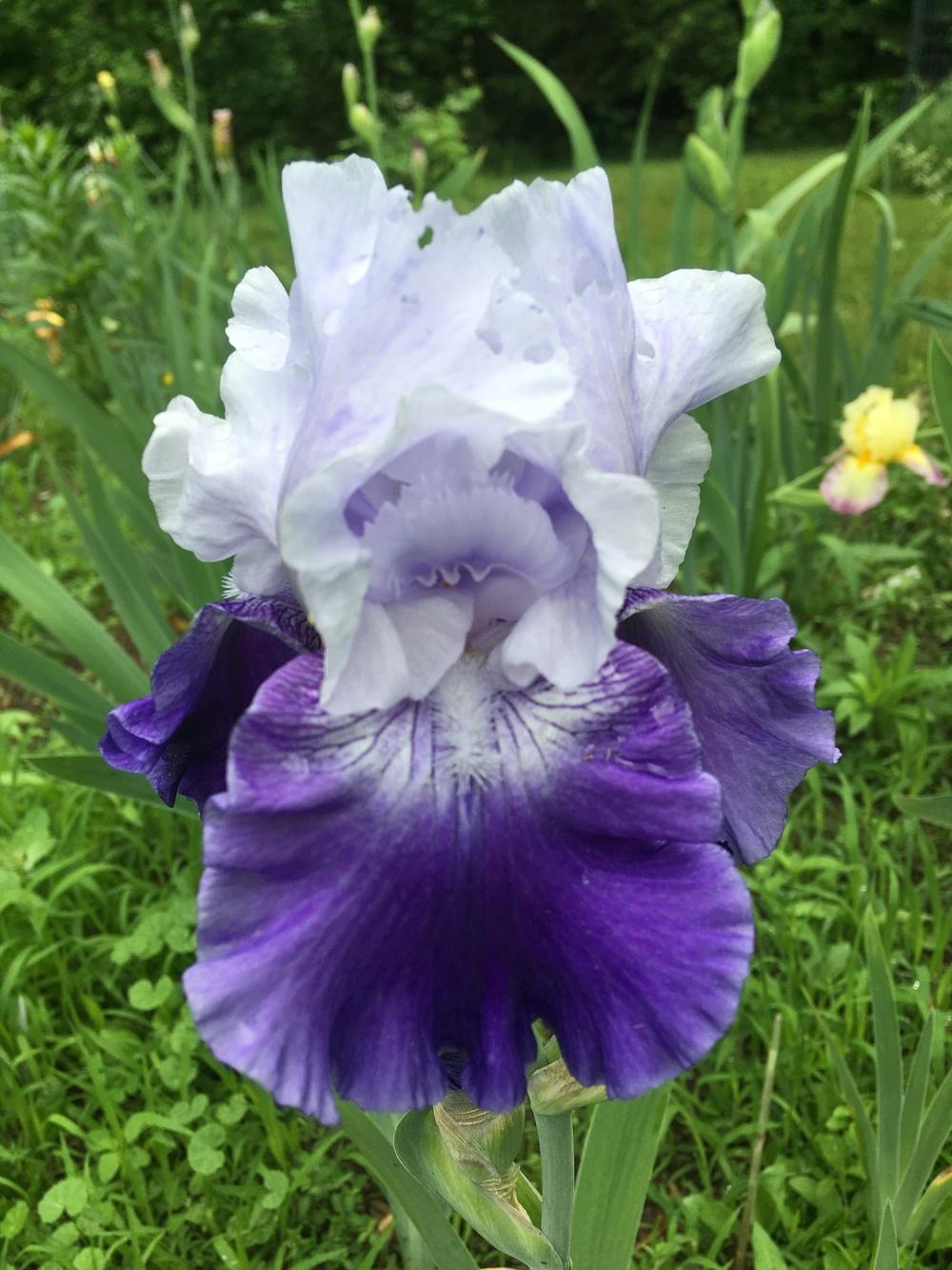 Photo of Tall Bearded Iris (Iris 'Cross Current') uploaded by Lbsmitty