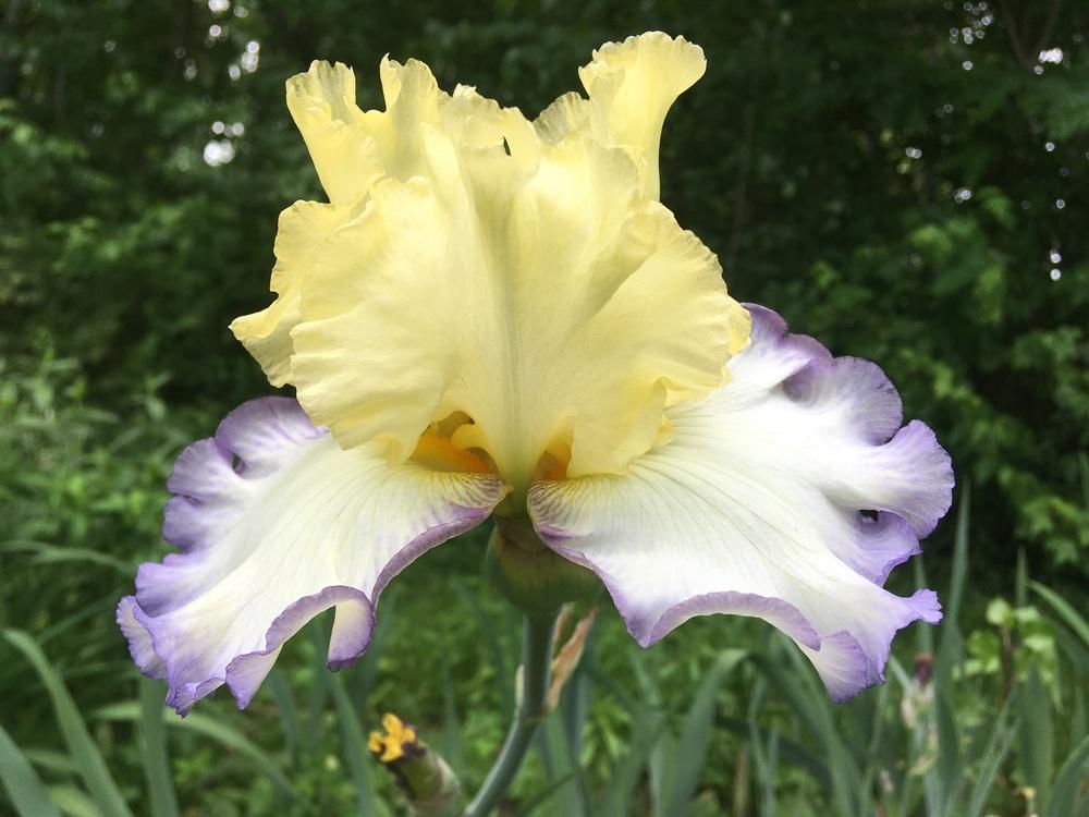 Photo of Tall Bearded Iris (Iris 'Boundless') uploaded by Lbsmitty