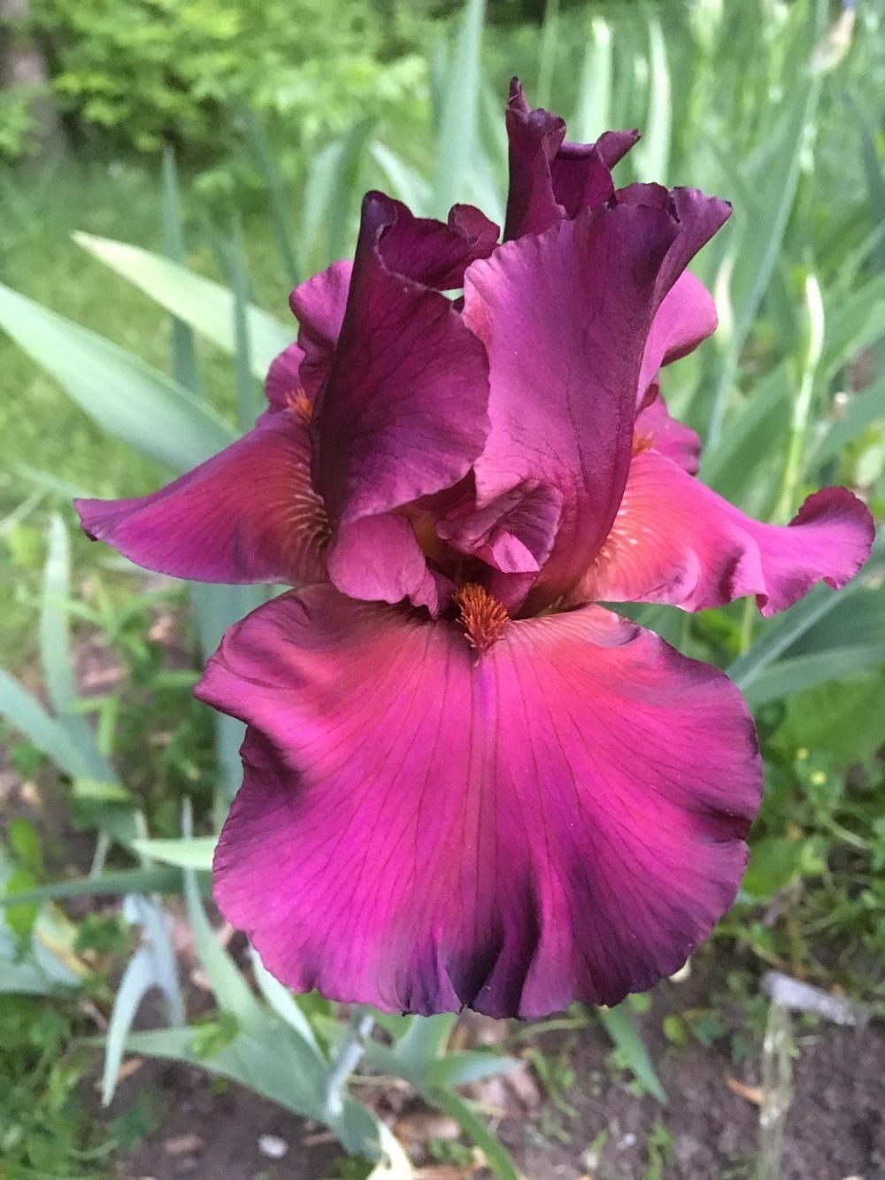 Photo of Tall Bearded Iris (Iris 'Saturday Night Live') uploaded by Lbsmitty