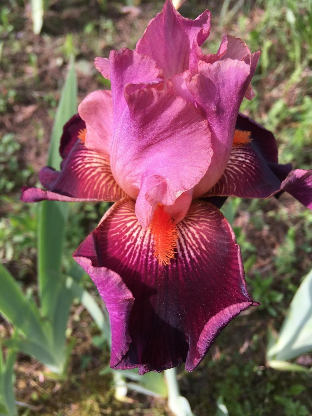 Photo of Tall Bearded Iris (Iris 'Backdraft') uploaded by Lbsmitty