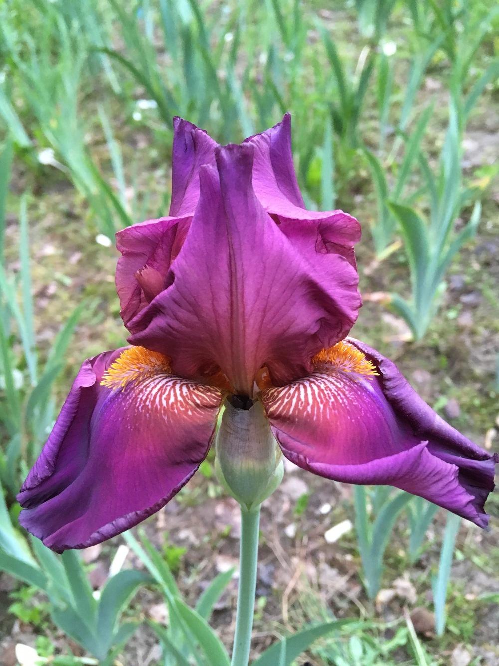 Photo of Tall Bearded Iris (Iris 'Her Royal Highness') uploaded by Lbsmitty