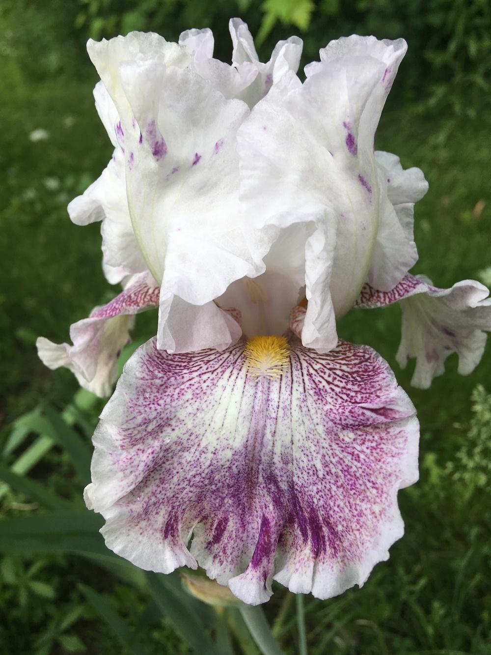 Photo of Tall Bearded Iris (Iris 'Hi There Gorgeous') uploaded by Lbsmitty