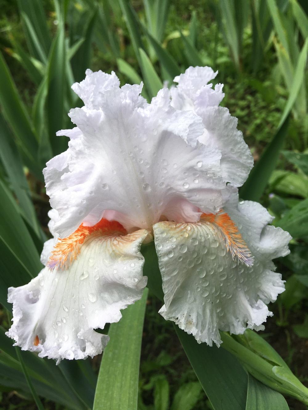 Photo of Tall Bearded Iris (Iris 'Vanilla Frappé') uploaded by Lbsmitty