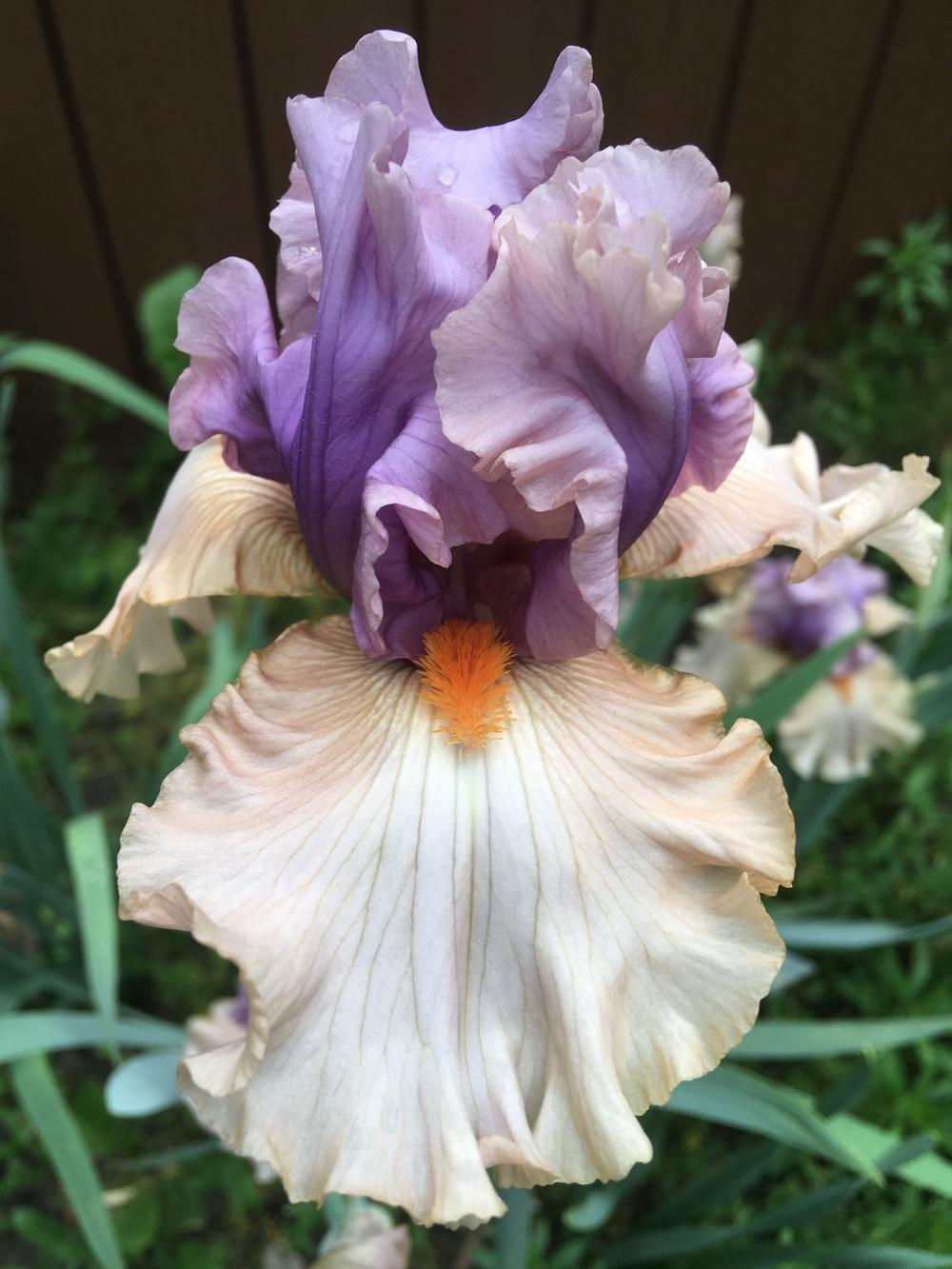 Photo of Tall Bearded Iris (Iris 'La Scala') uploaded by Lbsmitty