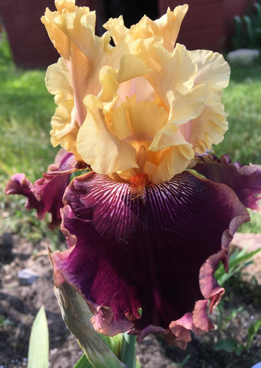 Photo of Tall Bearded Iris (Iris 'Glamour Pants') uploaded by Lbsmitty