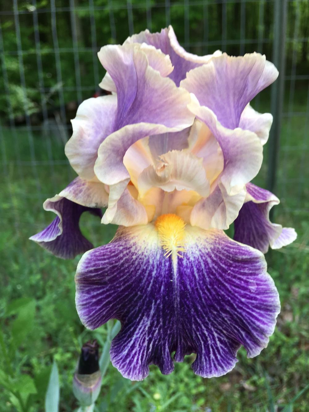 Photo of Tall Bearded Iris (Iris 'Elizabethan Age') uploaded by Lbsmitty