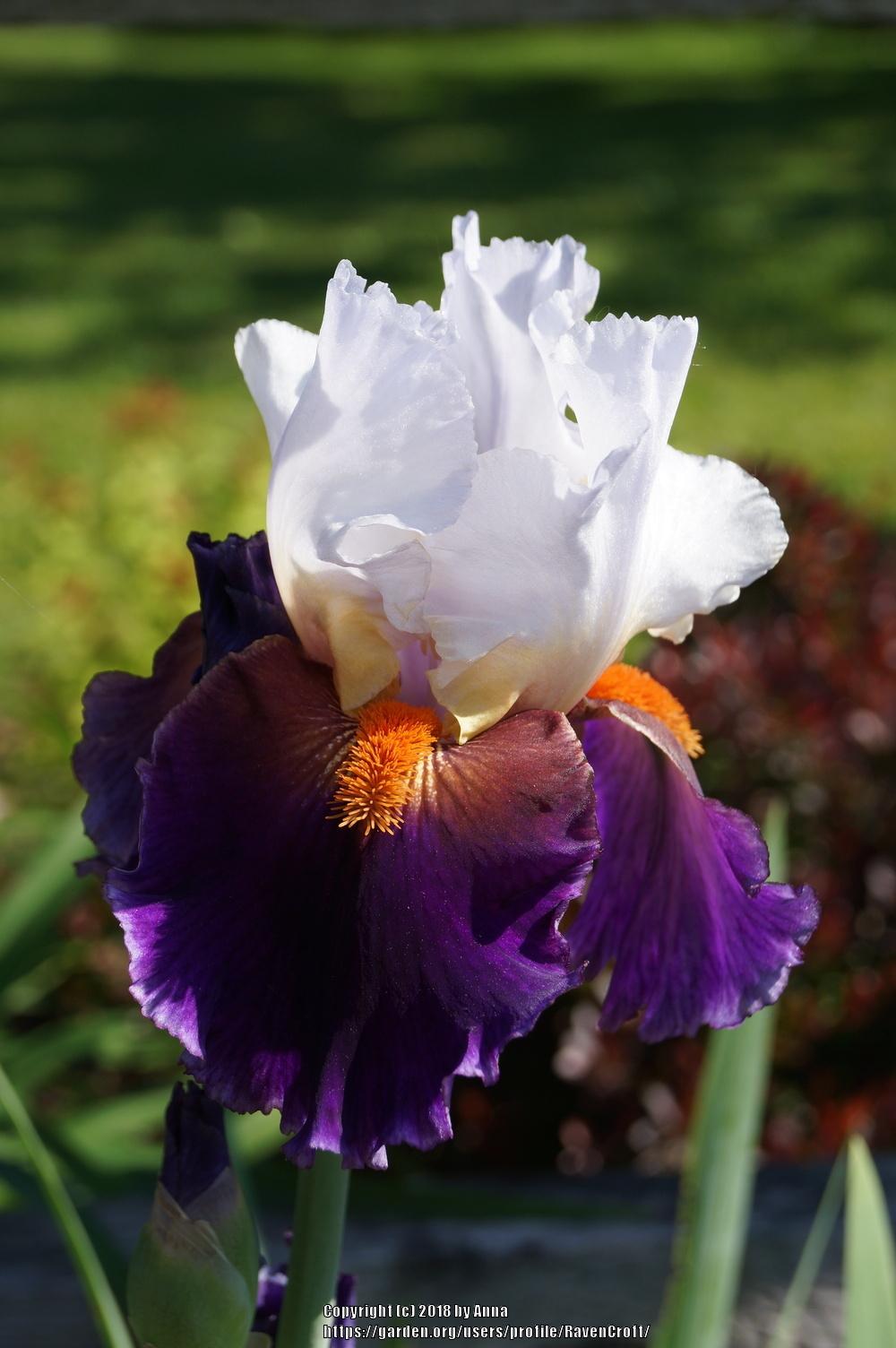 Photo of Tall Bearded Iris (Iris 'Sharpshooter') uploaded by RavenCroft