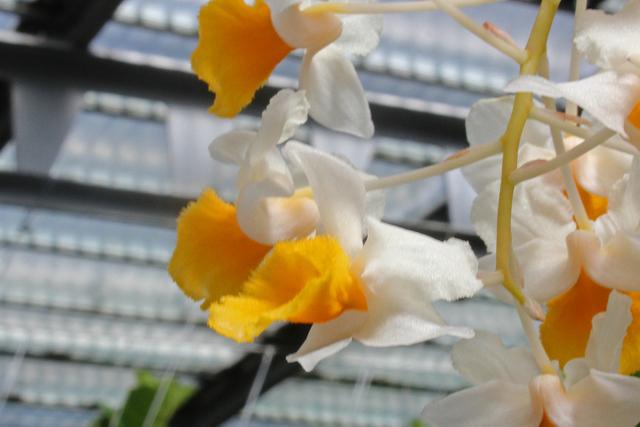 Photo of Orchid (Dendrobium thyrsiflorum) uploaded by RuuddeBlock