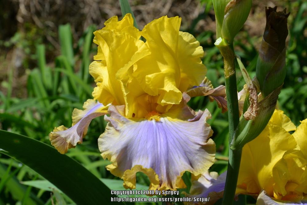 Photo of Tall Bearded Iris (Iris 'Catwalk Queen') uploaded by Serjio