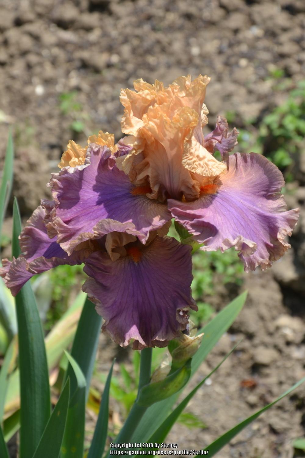 Photo of Tall Bearded Iris (Iris 'Air of Mystery') uploaded by Serjio