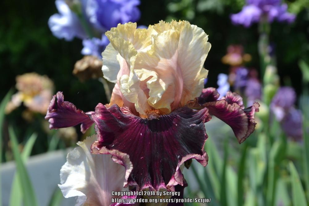 Photo of Tall Bearded Iris (Iris 'Raspberry Swirl') uploaded by Serjio